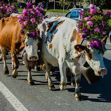 Cows on Parade toward summer pastures